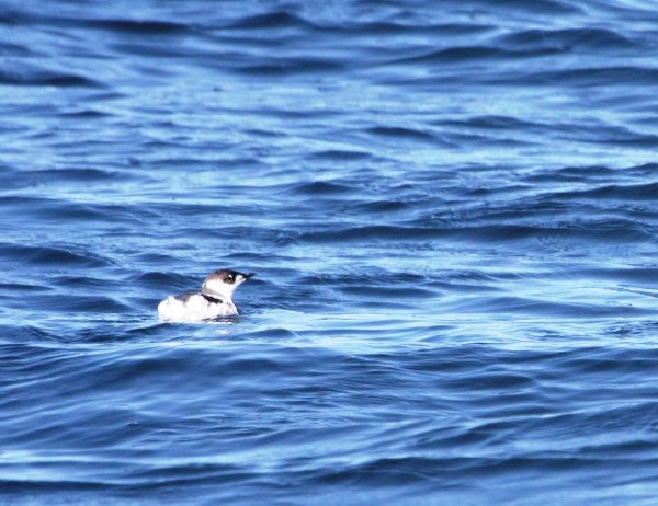 Marbled Murrelet